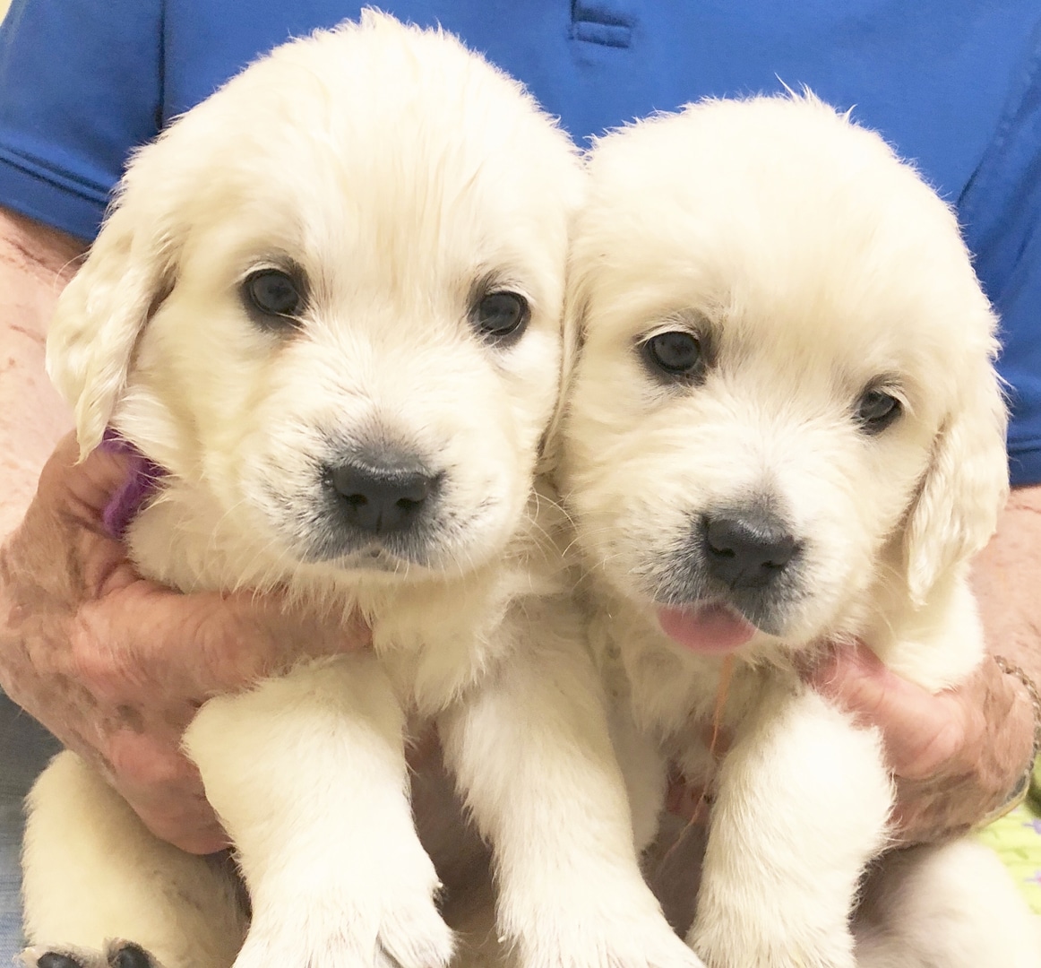 Golden Retriever Puppies Sc / Home : We serve golden puppy families in ...