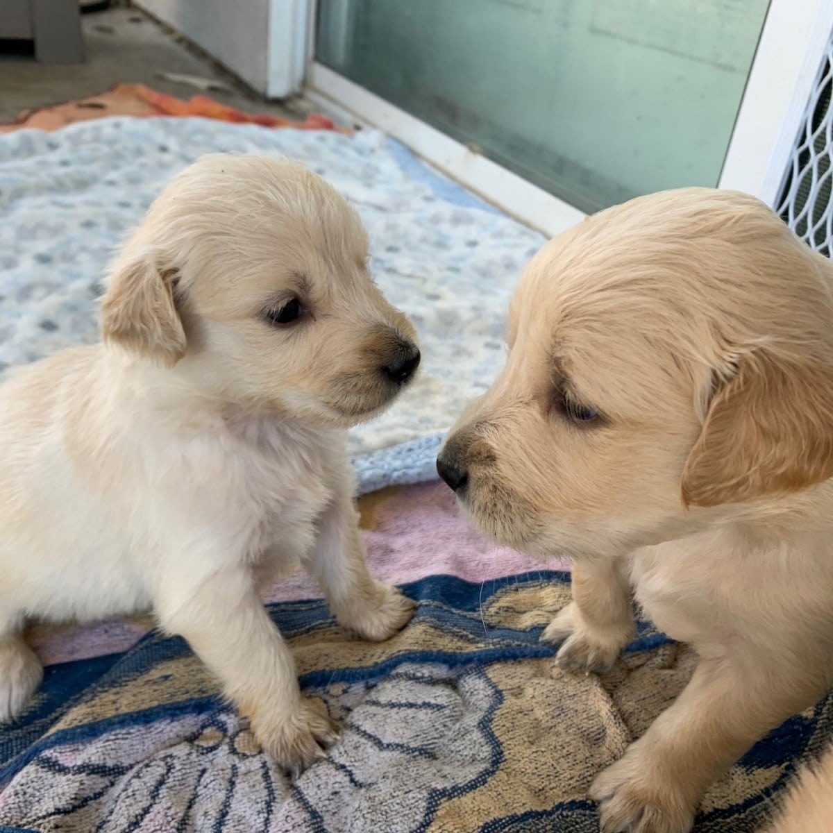 Golden Retriever Puppies Southern California Sale