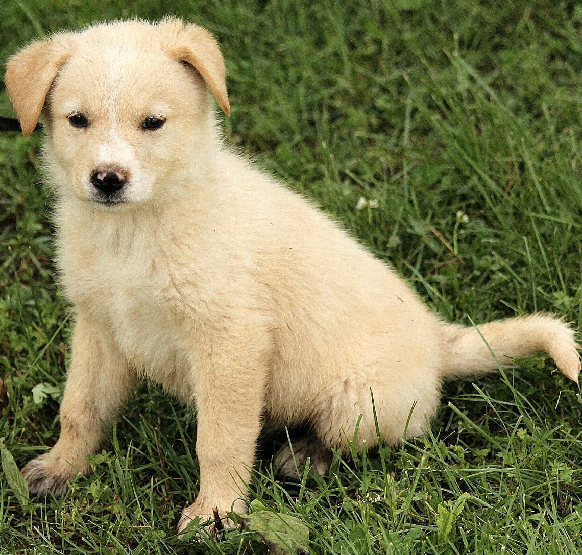 Golden Retriever Puppies Syracuse Ny / Awesome Golden Retriever Puppies ...