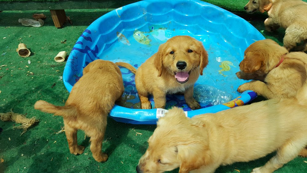 Golden Retriever Puppies Syracuse Ny