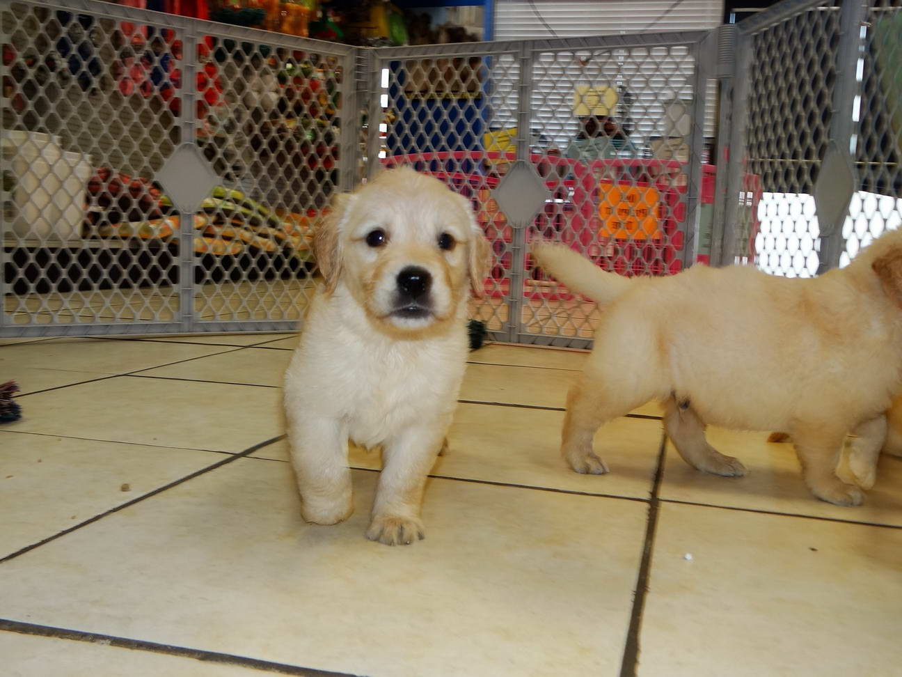 Golden Retriever Puppies Tampa Craigslist ...