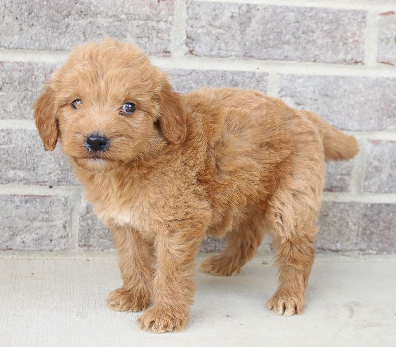 Golden Retriever Puppies Texas For Sale