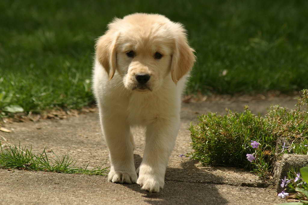 Golden Retriever Puppies That Stay Small