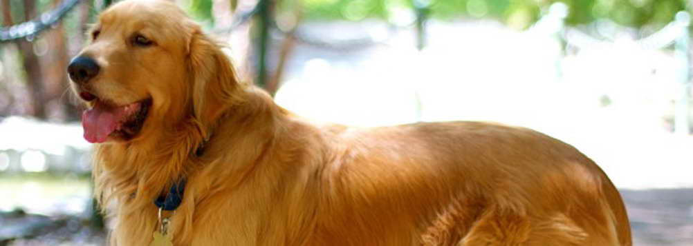 Golden Retriever Puppies Ventura County