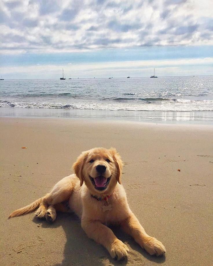 Golden Retriever Puppies Virginia Beach : Golden Retriever Puppies For ...