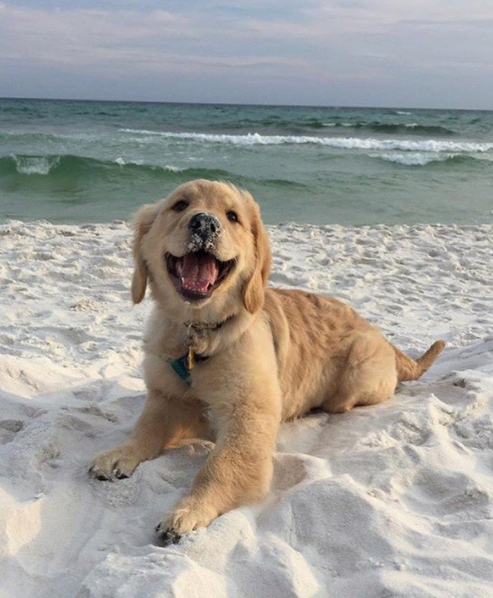 Golden Retriever Puppies Virginia Beach : Litter of 5 ...