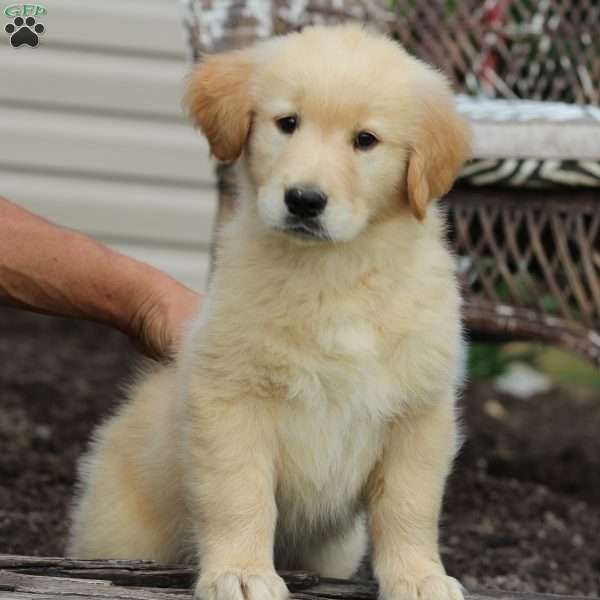 Golden Retriever Puppies Virginia For Sale / Golden Retriever Puppies ...