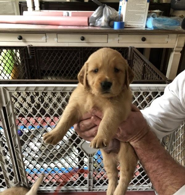 Golden Retriever Puppies Wilmington Nc / Dog For Adoption Sunny A ...