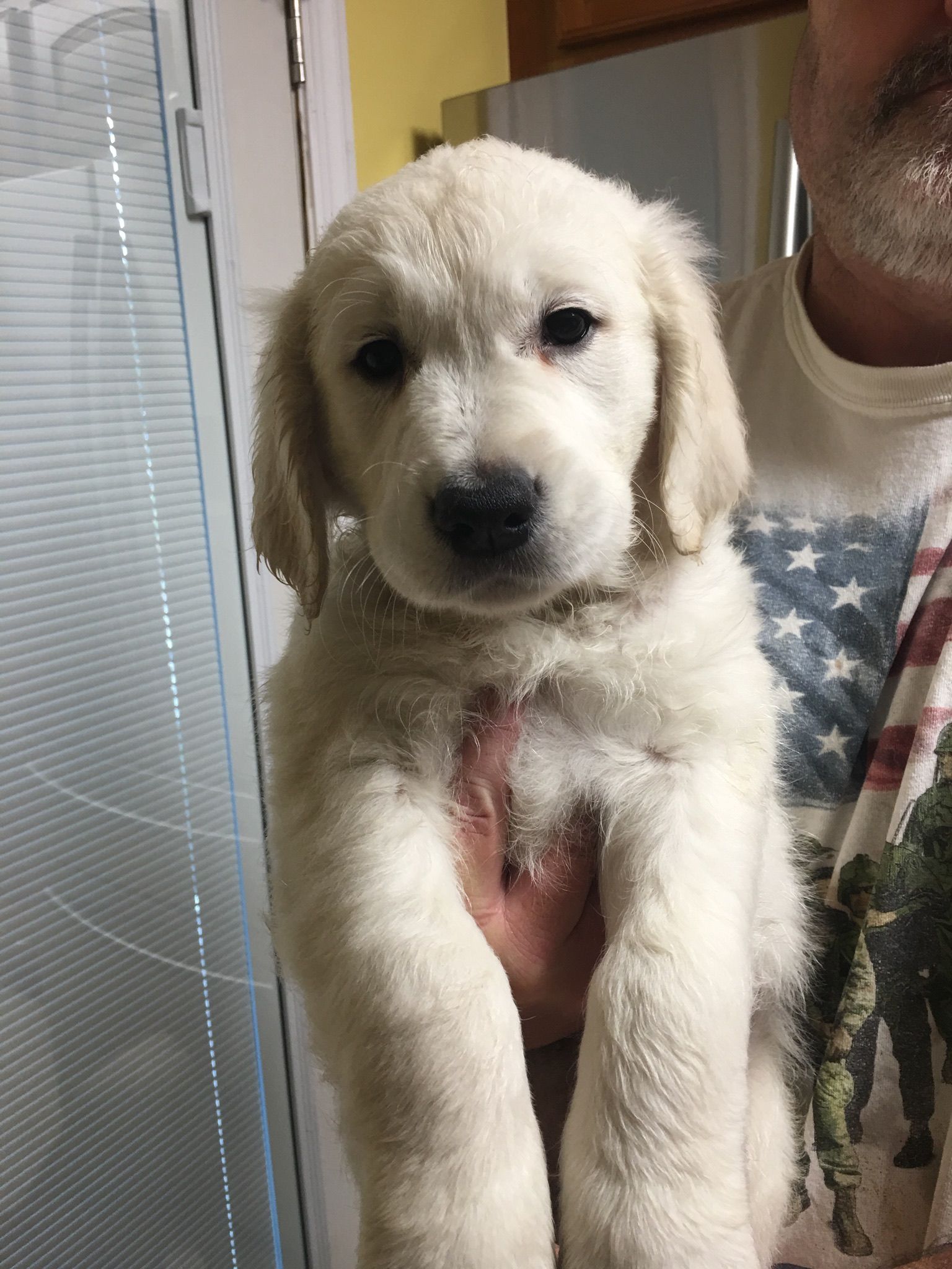 Golden Retriever Puppies Wilmington Nc / Dog For Adoption ...