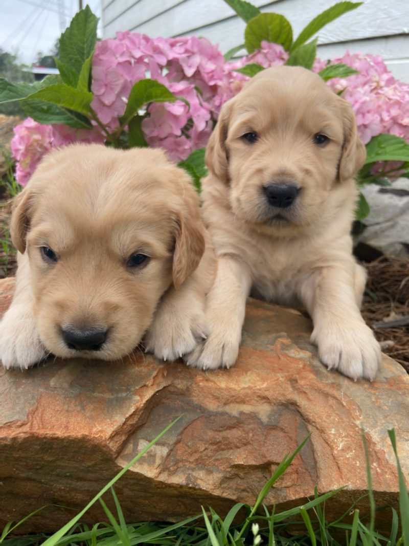 Golden Retriever Pupplies for Sale