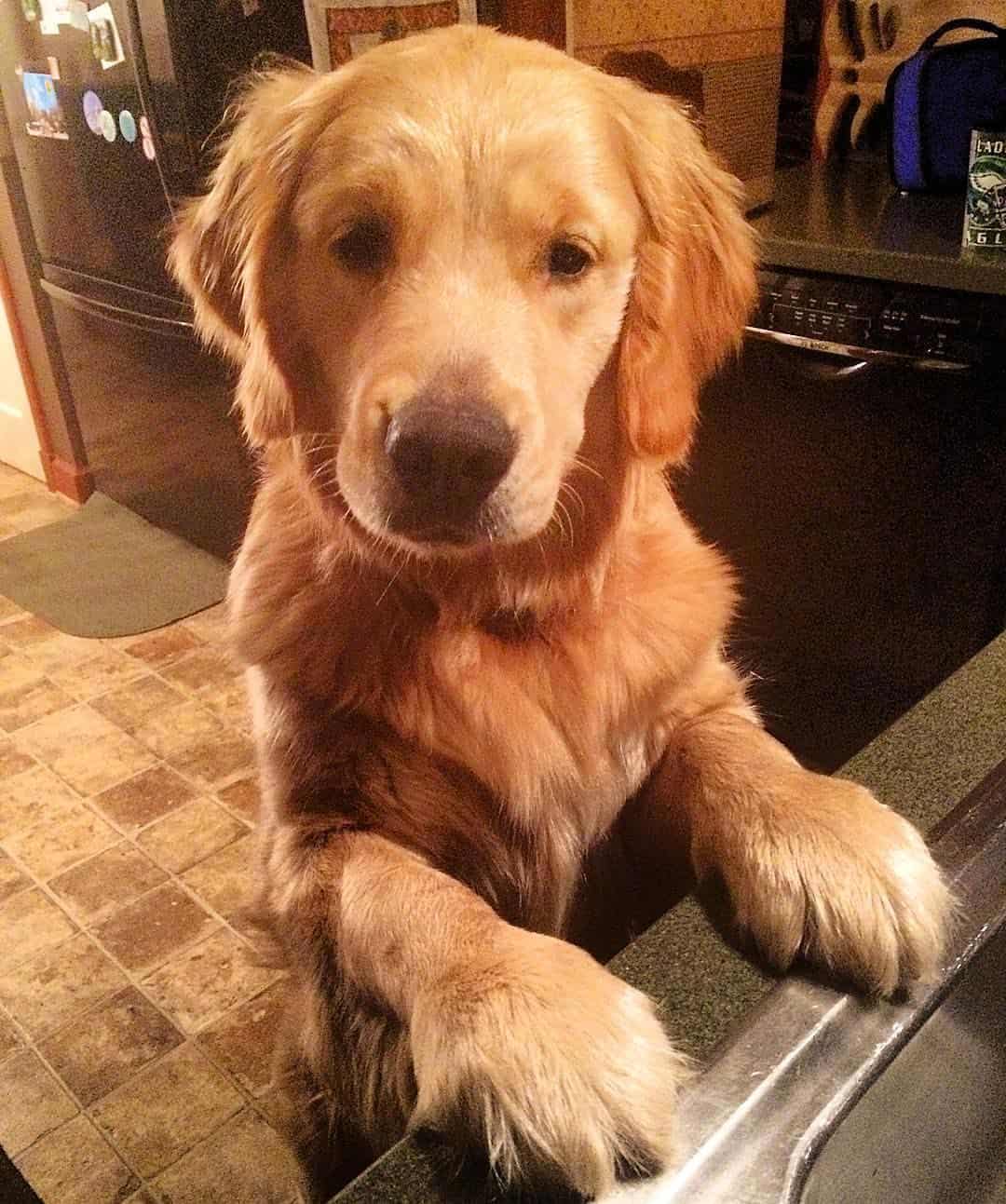 Golden retriever puppy 10 months old