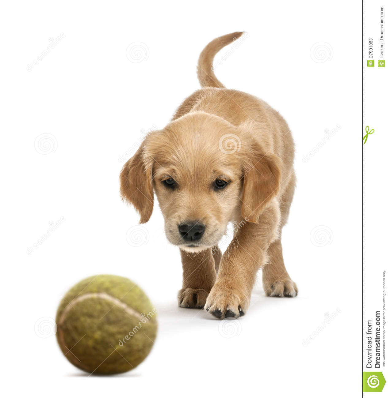 Golden Retriever Puppy, 7 Weeks Old, Walking Stock Photos ...