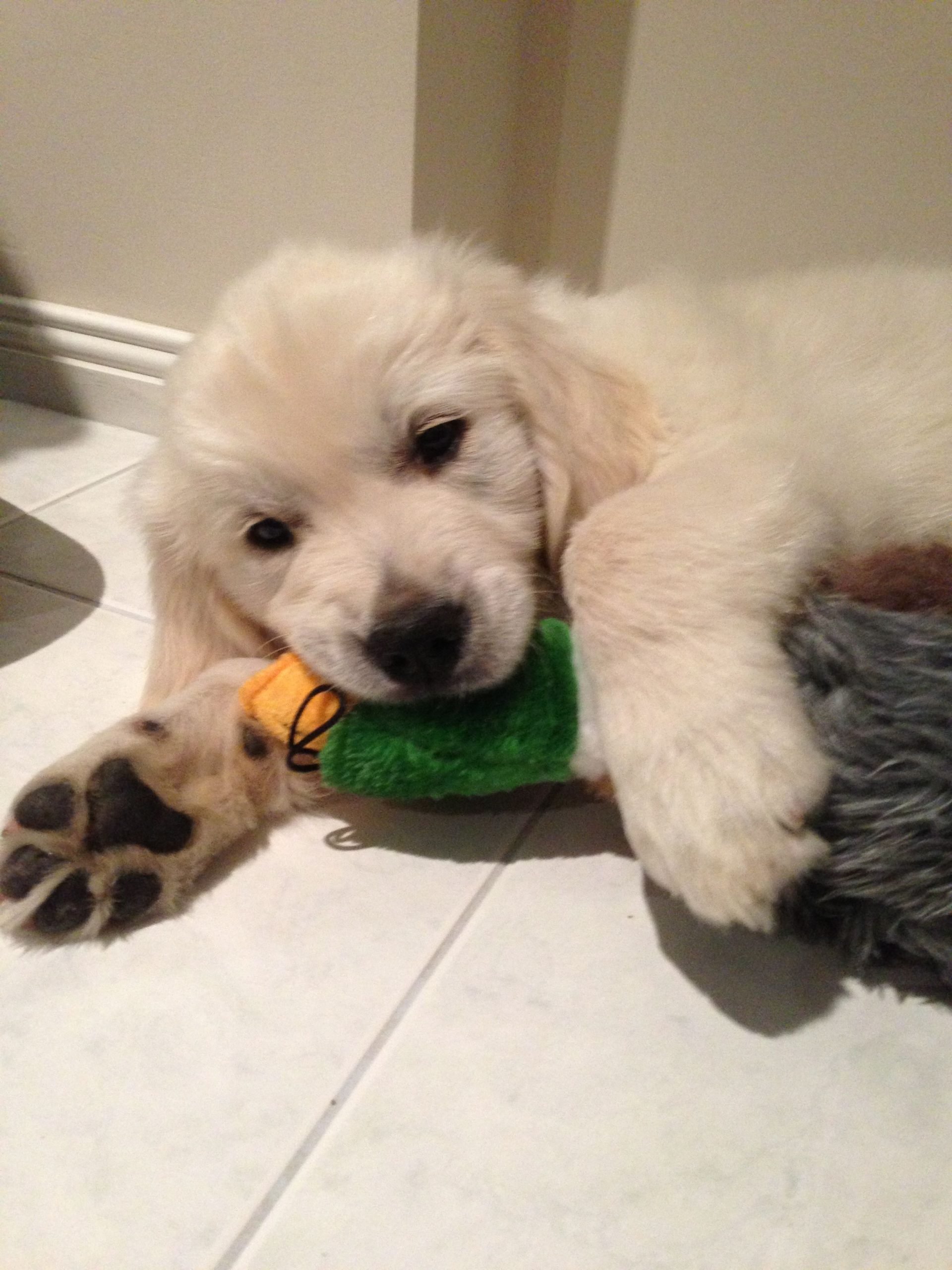 Golden retriever puppy and toy