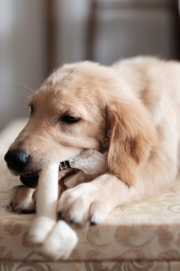Golden Retriever Puppy At Home Chewing On Rawhide Bone ...