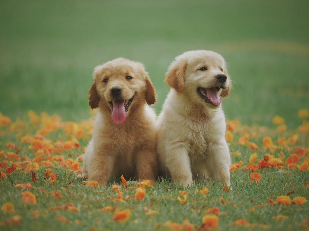 Golden Retriever Puppy Behavior Stages