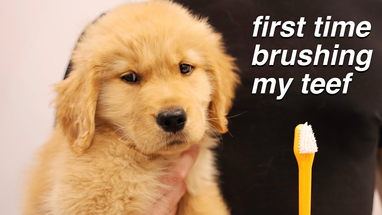 golden retriever puppy brushes teeth for the first time ...