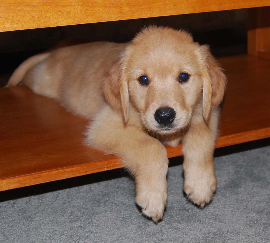 Golden Retriever puppy cannot get up on his own.