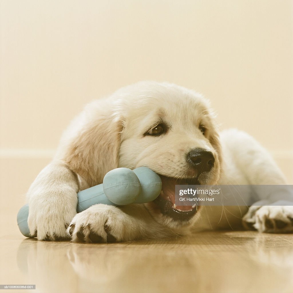 Golden Retriever Puppy Chewing Bone Closeup Stock Photo ...