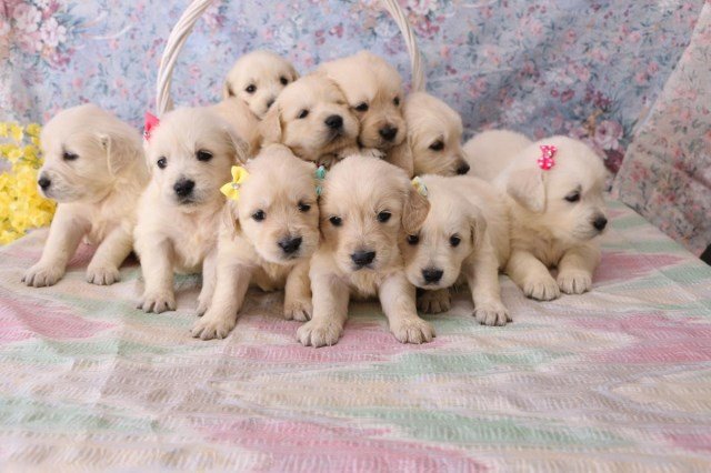 Golden Retriever puppy dog for sale in Los Angeles, CA ...
