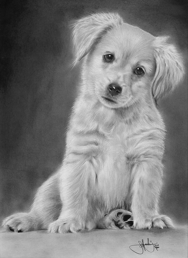 Golden Retriever Puppy Drawing Drawing by John Harding