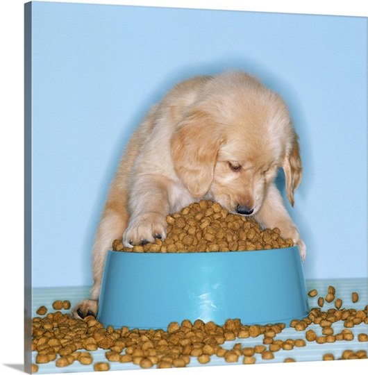 Golden retriever puppy eating dog food from an overflowing ...
