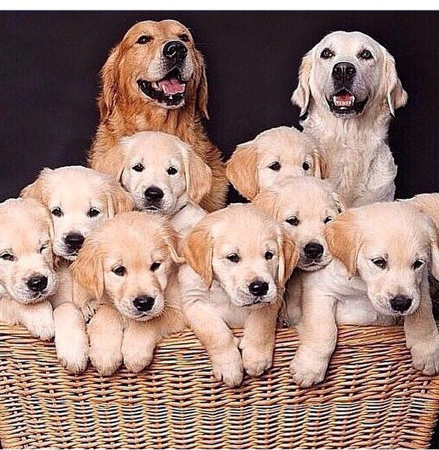 Golden Retriever puppy family