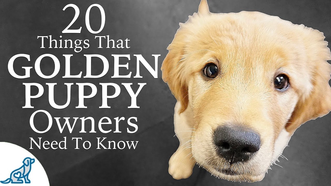 Golden Retriever Puppy First Week Home  Professional Dog ...