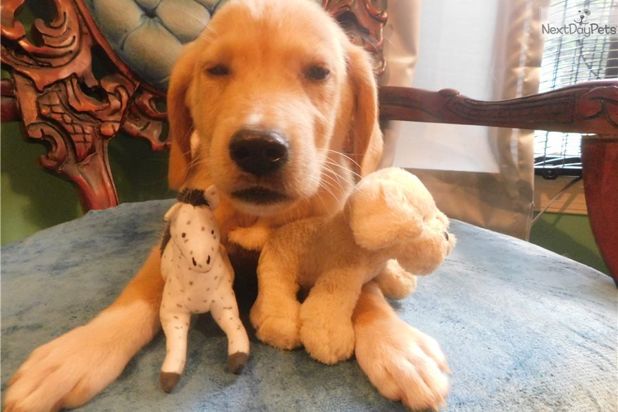 Golden Retriever puppy for adoption near Richmond ...