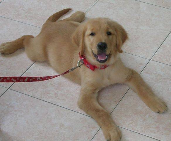 Golden retriever puppy for sale 4 mos old FOR SALE ...