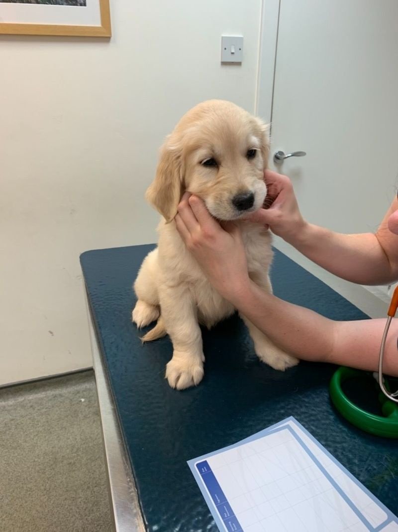 GOLDEN RETRIEVER PUPPY FOR SALE FOR SALE ADOPTION from new ...
