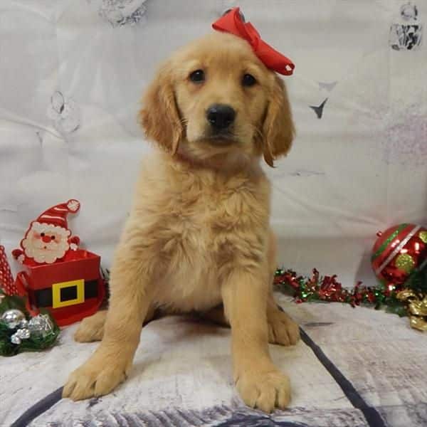 Golden Retriever puppy for sale in CHICAGO, IL. ADN
