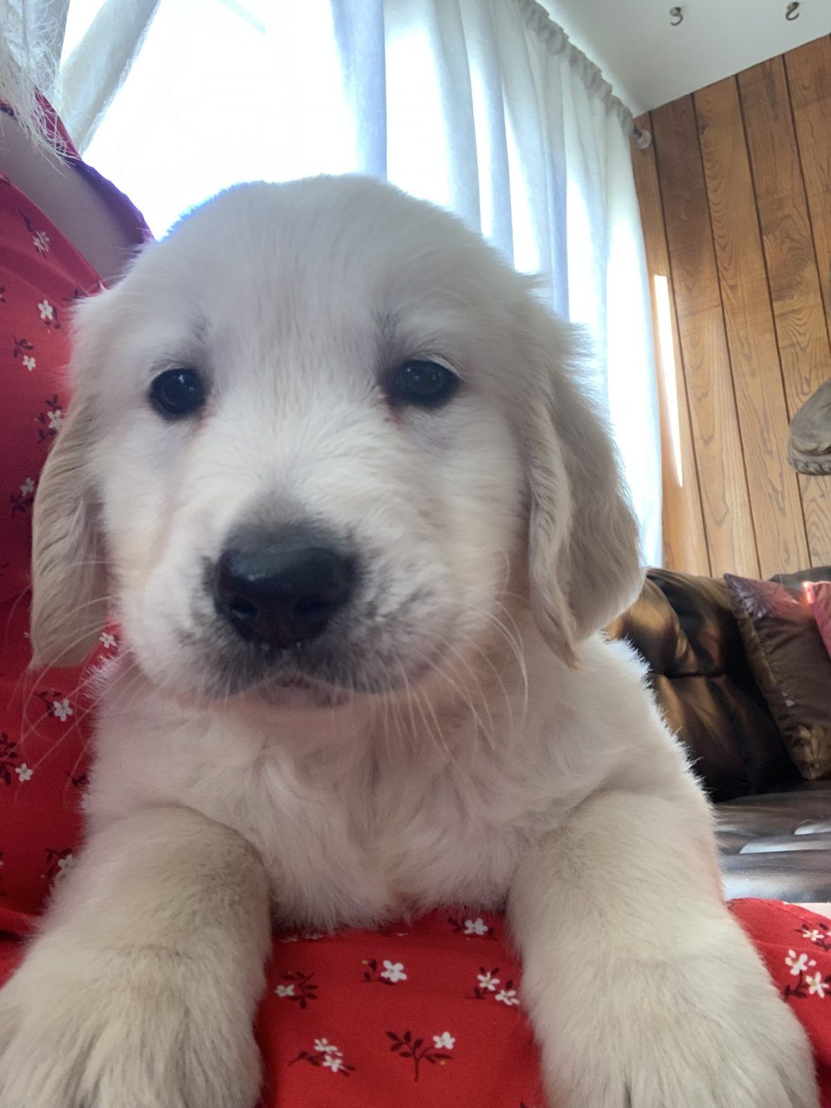 Golden Retriever puppy for sale in Los Ã?ngeles, California ...