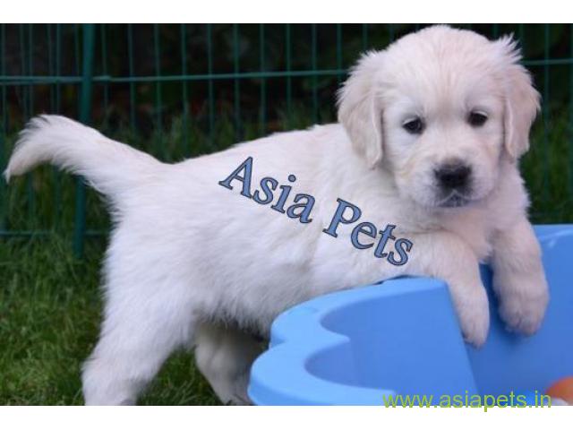 Golden retriever puppy for sale in Nagpur Best Price