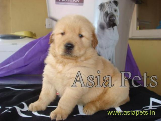 Golden retriever puppy for sale in vizag Best Price