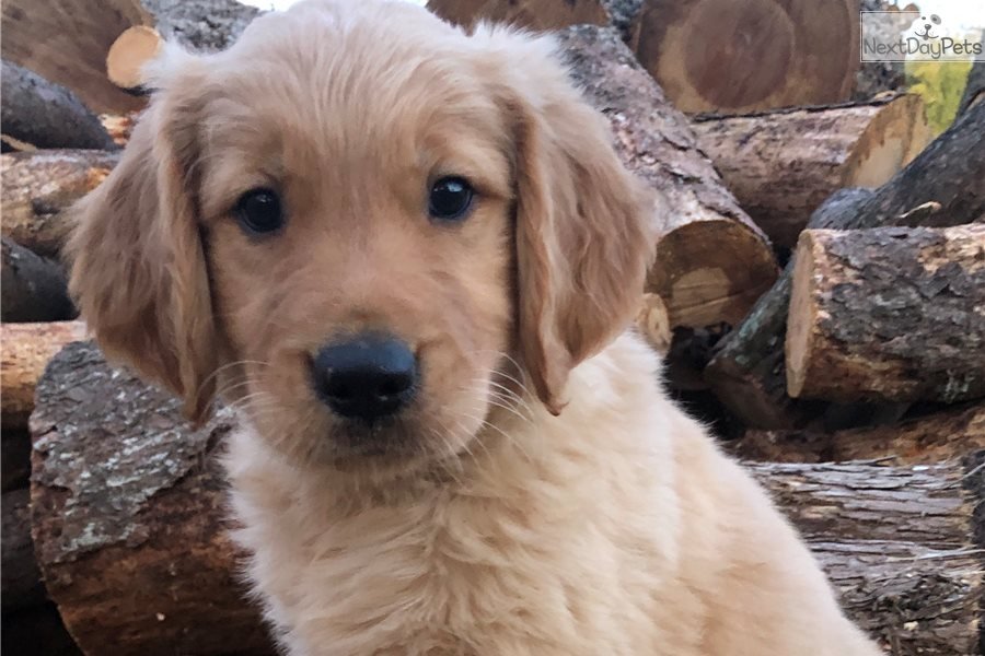 Golden Retriever puppy for sale near Charlotte, North Carolina ...
