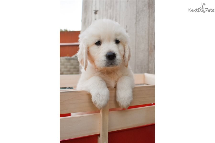 Golden Retriever puppy for sale near Inland Empire ...