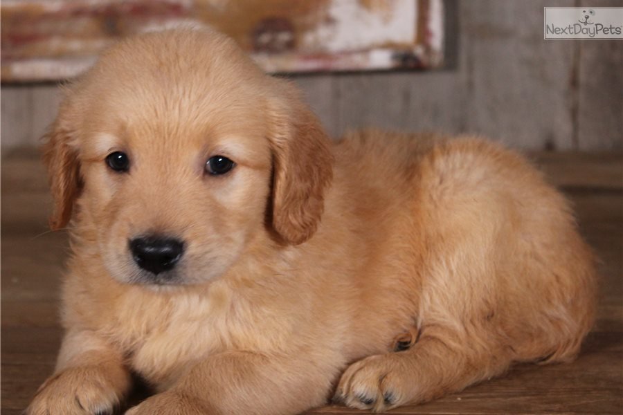 Golden Retriever puppy for sale near Jonesboro, Arkansas.