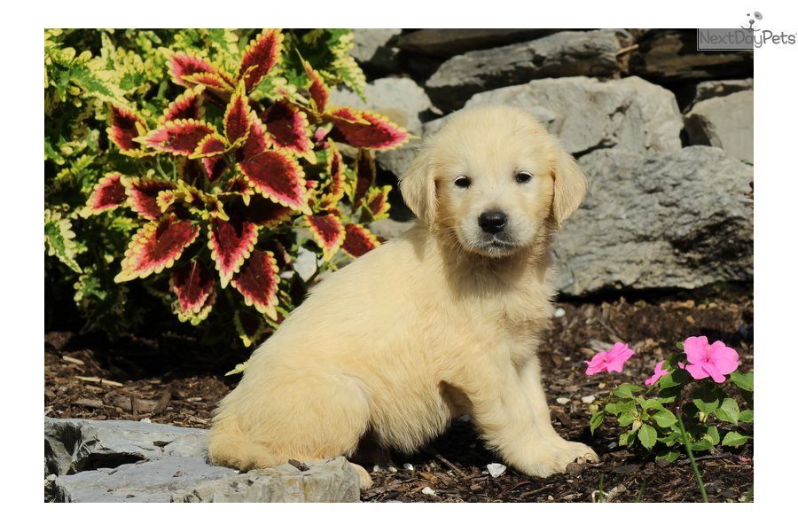 Golden Retriever puppy for sale near Lancaster ...