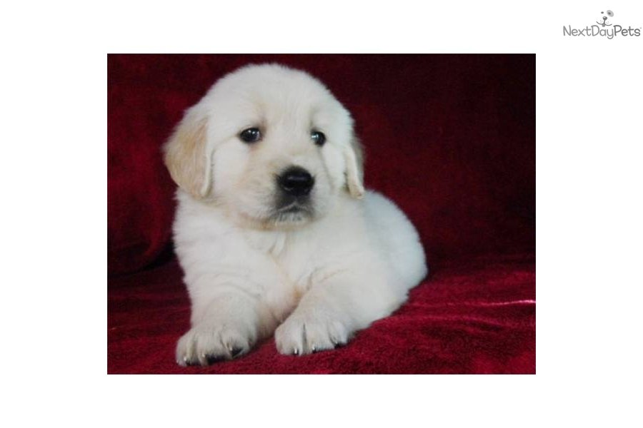 Golden Retriever puppy for sale near Morgantown, West ...