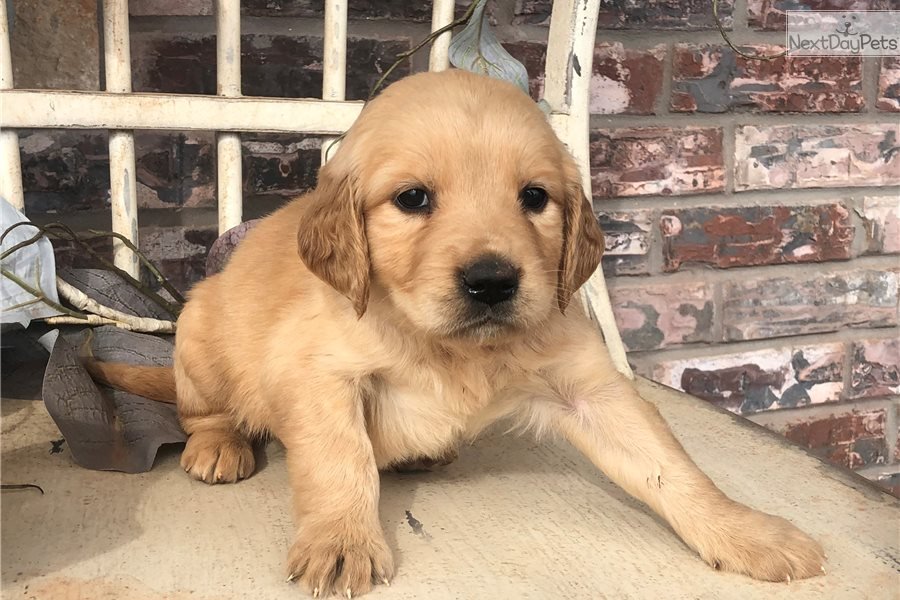 Golden Retriever puppy for sale near Oklahoma City ...