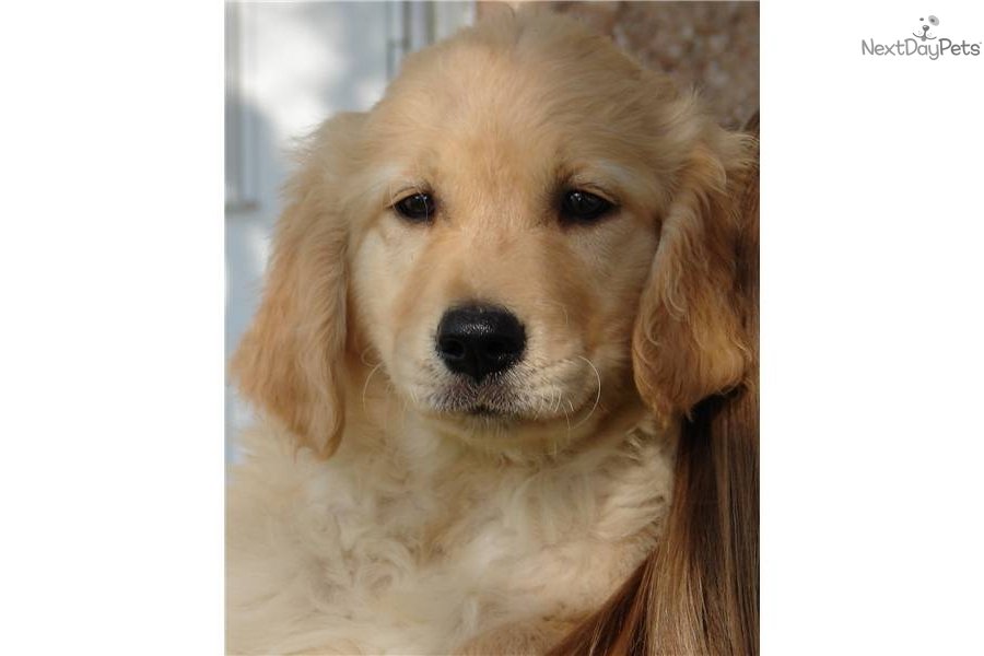 Golden Retriever puppy for sale near Salt Lake City, Utah ...