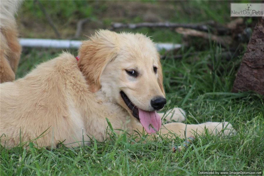 Golden Retriever puppy for sale near St Louis, Missouri.