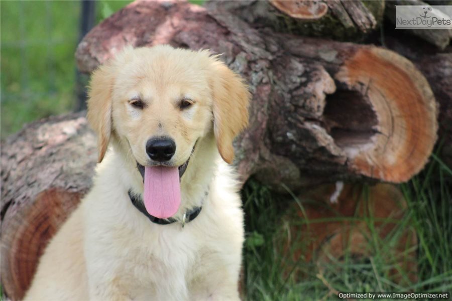 Golden Retriever puppy for sale near St Louis, Missouri.
