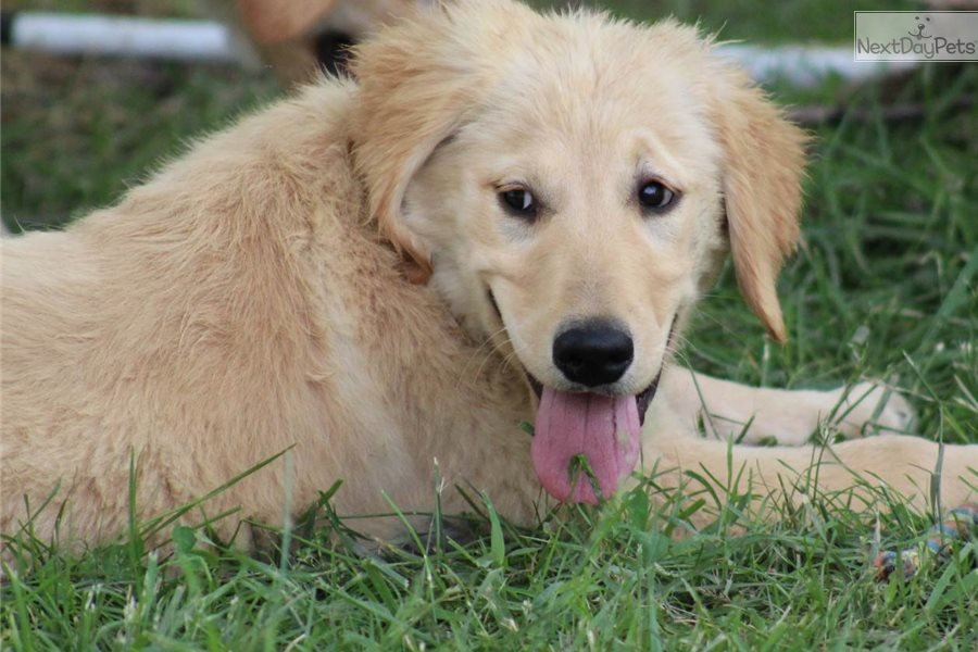 Golden Retriever puppy for sale near St Louis, Missouri ...