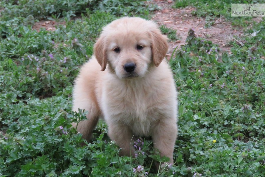 Golden Retriever puppy for sale near Tulsa, Oklahoma