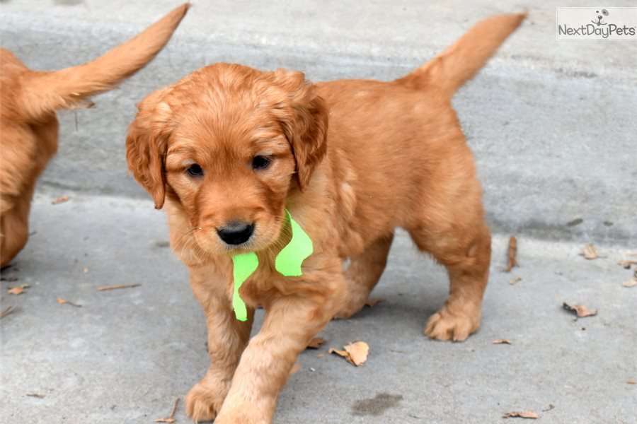 Golden Retriever puppy for sale near Wichita, Kansas ...