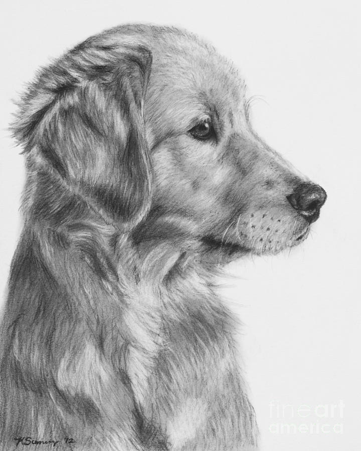 Golden Retriever Puppy In Charcoal One Drawing by Kate Sumners