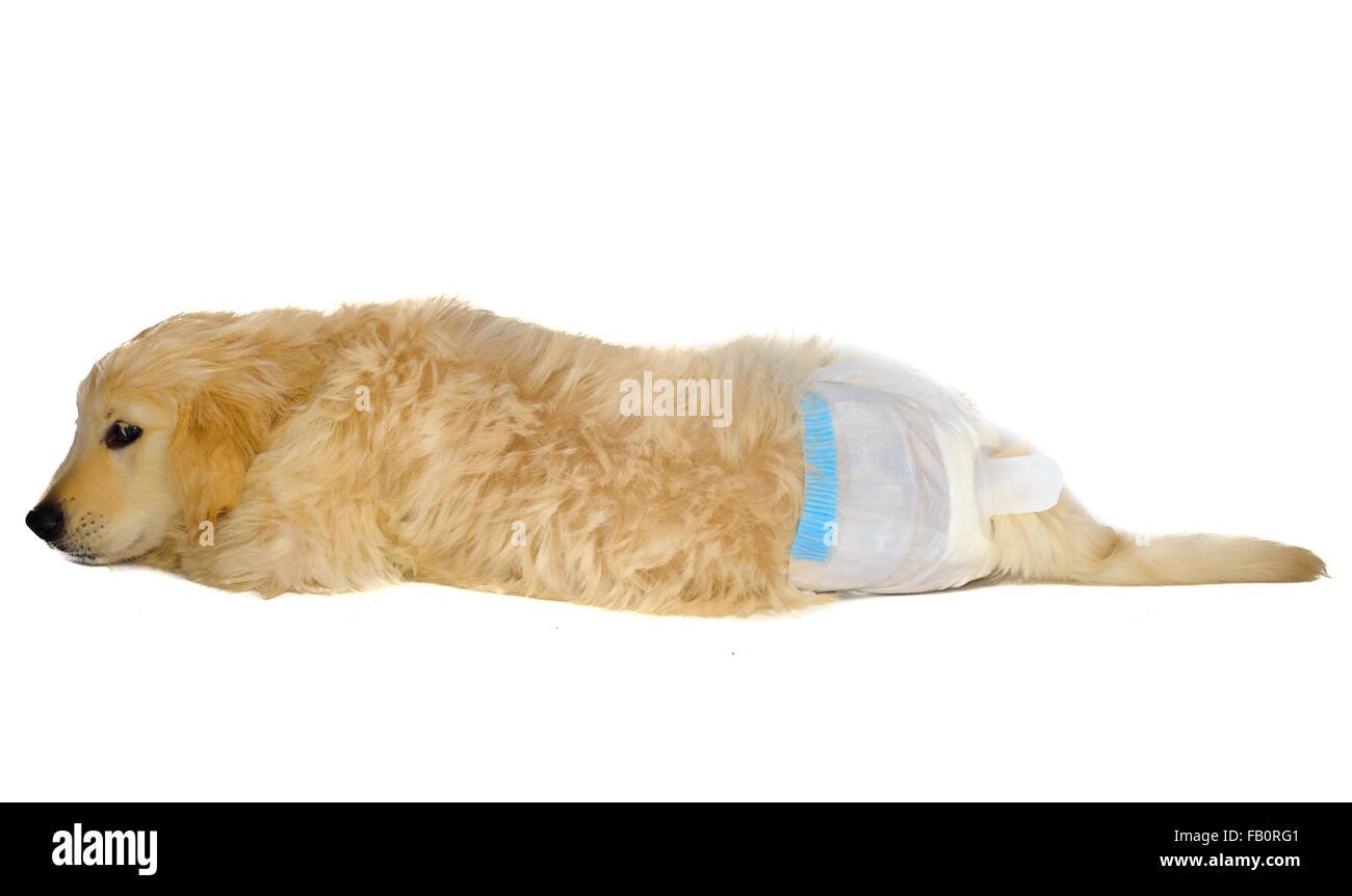 Golden retriever puppy in dog diapers looks down. with shy ...