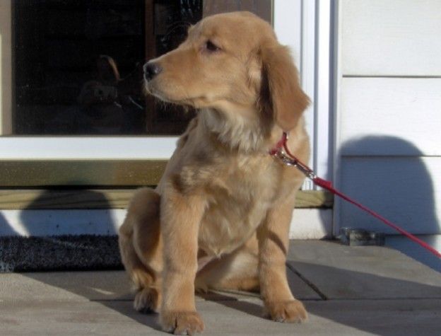 Golden Retriever puppy mastered the look I didn