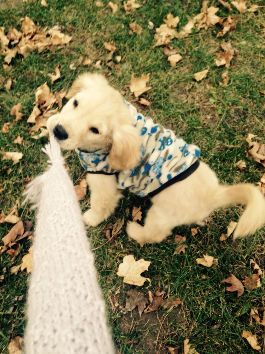 Golden retriever puppy named Griffen playing tug of war in ...